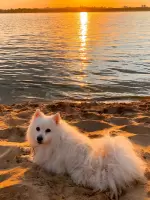 Тихонова Наталья , изображение к комментарию.