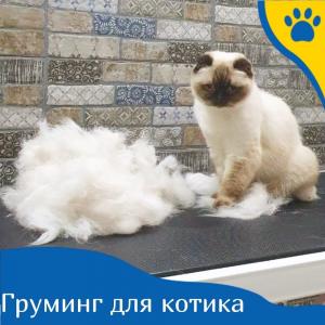 Фотография Ветеринарная клиника доктора Чулковой 5