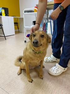 Фотография Сафари 3